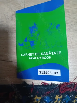 Vand 1 cățelușe tekel - imagine 3