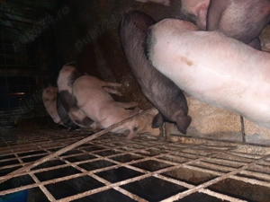 Vând purcei - imagine 3