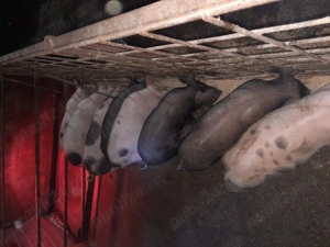 Vând purcei - imagine 4