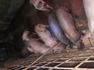 Vând purcei - imagine 2