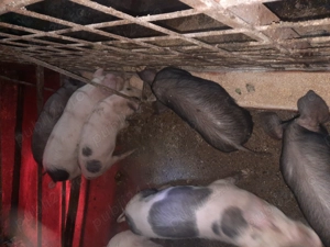 Vând purcei - imagine 5