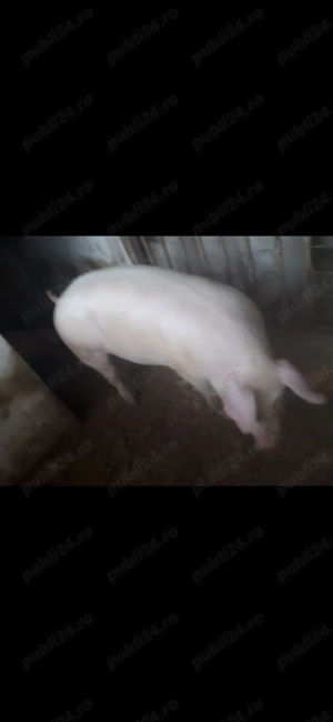 Vând porci!! 120-130 kg - imagine 2