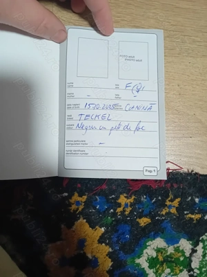 Vand 1 cățelușe tekel - imagine 5