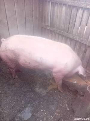 Vand porci de craciun  - imagine 3