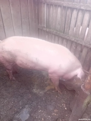 Vand porci de craciun  - imagine 4