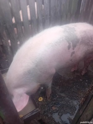 Vand porci de craciun  - imagine 5