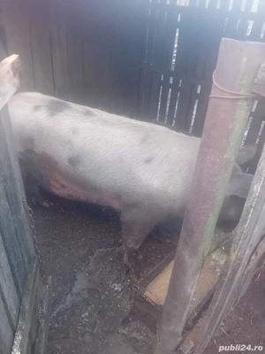 Vand porci de craciun  - imagine 2