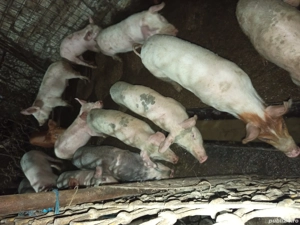 vand purcei - imagine 2