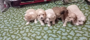 Pui cățel bichon ,ieftin pt iubitorii de animale! București  - imagine 2