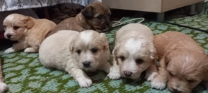 Pui cățel bichon ,ieftin pt iubitorii de animale! București  - imagine 3