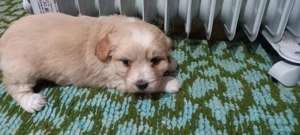 Pui cățel bichon ,ieftin pt iubitorii de animale! București  - imagine 4