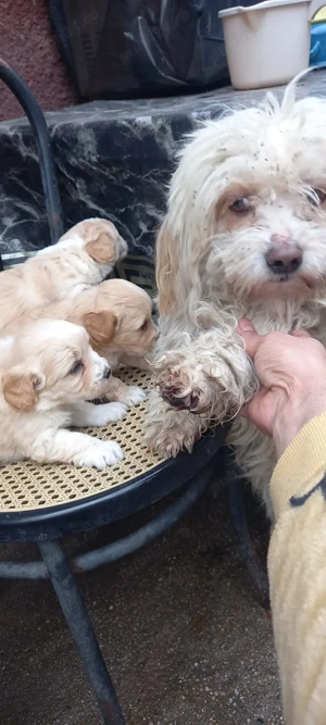 Pui cățel bichon ,ieftin pt iubitorii de animale! București  - imagine 5