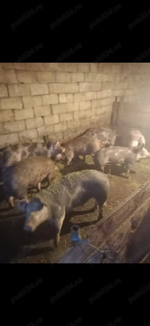 Vând porci pentru masă de Crăciun 