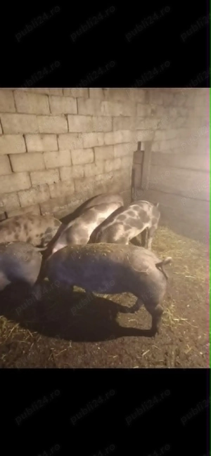 Vând porci pentru masă de Crăciun  - imagine 2