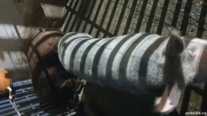 vand porci - imagine 3