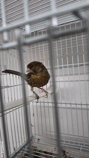 Seminte mei pentru papagali  - imagine 5