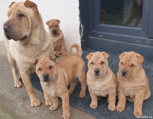 Shar pei drăguți 