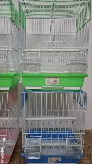 papagali agapornis  - imagine 5