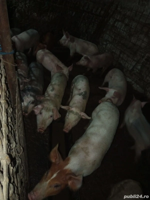 Vând purcei - imagine 2