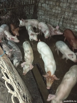 Vând purcei - imagine 3