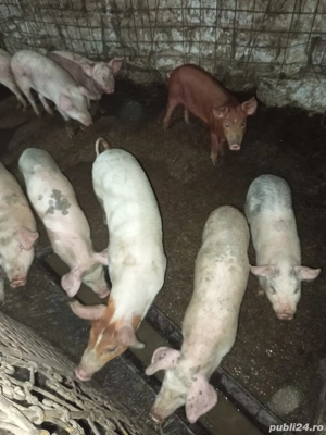 purcei de vanzare  - imagine 3