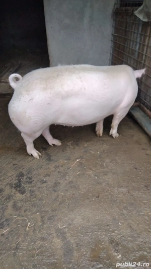 Porci de vanzare, greutate intre 220-280 kg - imagine 2