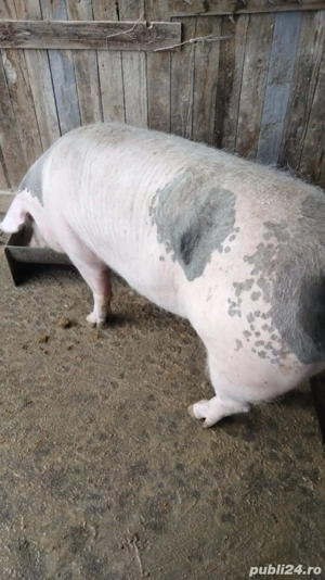 Porci de vanzare, greutate intre 220-280 kg