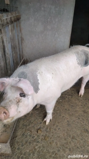 Porci de vanzare, greutate intre 220-280 kg - imagine 3
