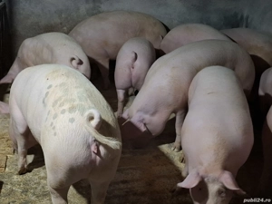 vând 4 porci grași la alegere 130-170 kg - imagine 2