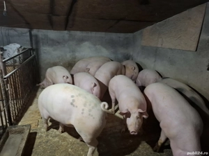 vând 4 porci grași la alegere 130-170 kg - imagine 5