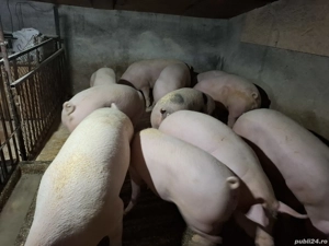 vând 4 porci grași la alegere 130-170 kg - imagine 4