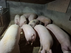 vând 4 porci grași la alegere 130-170 kg - imagine 3