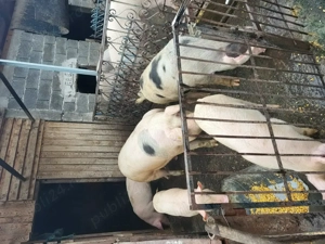 Porci de vânzare  - imagine 2