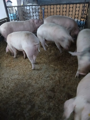 Vând porci grași  de crăciun.,...................................................................... - imagine 2