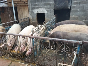 Porci de vânzare  - imagine 3