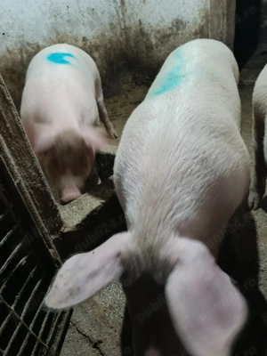 Porc de vânzare 