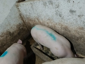 Porc de vânzare  - imagine 4