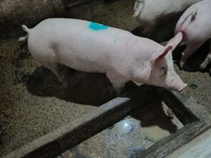 Porc de vânzare  - imagine 5