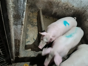 Porc de vânzare  - imagine 3