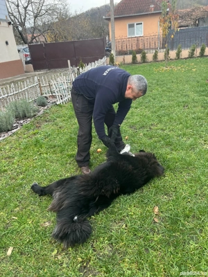 Mastiff tibetan metis - imagine 2