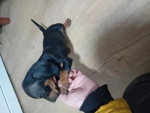 Vand catei tekel mai am o fetita - imagine 5