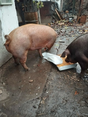 Disponibil scrofițe in Hunedoara  - imagine 2