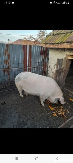 Porci de la 120-240 KG