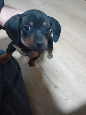 Vand catei tekel pitic e fetita - imagine 2