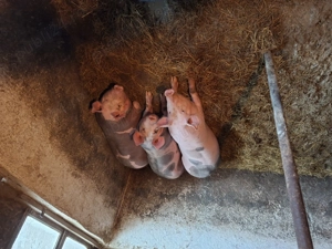 Vand porci crescuti cu coada - imagine 3