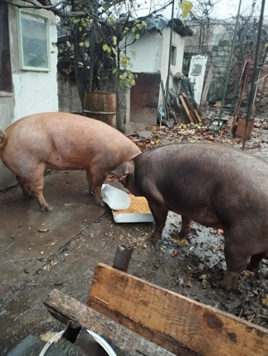 Disponibil scrofițe in Hunedoara  - imagine 3