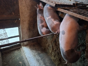 Vand porci crescuti cu coada