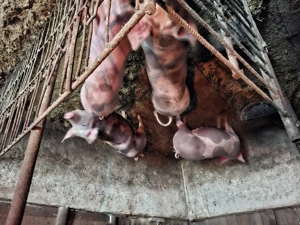 Vand porci crescuti cu coada - imagine 4