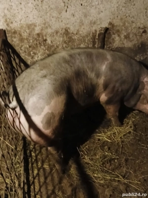 vand porc de taiat - imagine 4