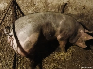 vand porc de taiat - imagine 3